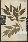 Foto von Salix alba L. x Salix fragilis L.
